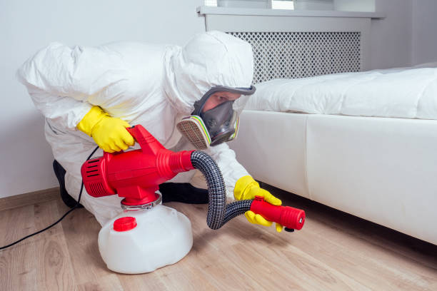 Best Flea Control Services  in Acushnet Center, MA