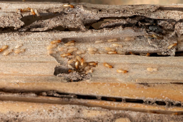 Best Wildlife Control Services  in Acushnet Center, MA
