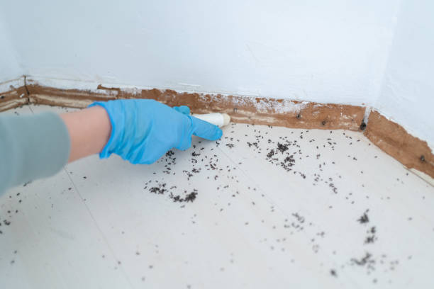 Best Affordable Pest Control Services  in Acushnet Center, MA