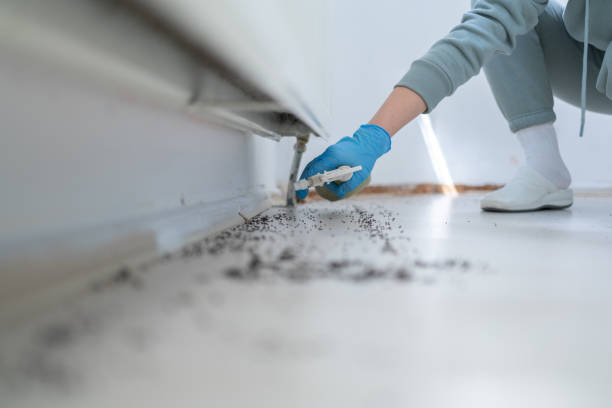 Best Ant Control Services  in Acushnet Center, MA
